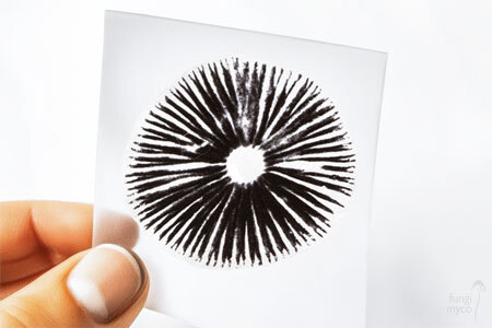 A Mushroom Spore Print