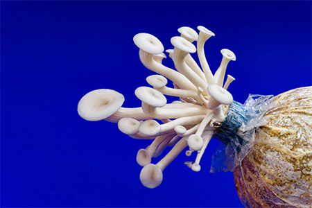 Mushrooms decomposing plastic