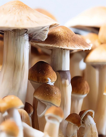 Magic Mushroom Health Benefits