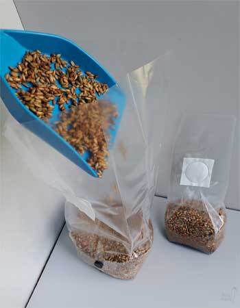 Rye Grain is a popular choice for mushroom growers